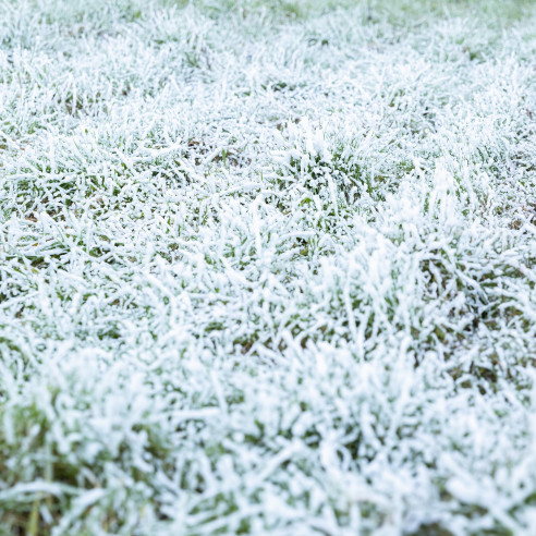 BEAMZ RAGE1000 SNOW Maquina de nieve con mando a distancia