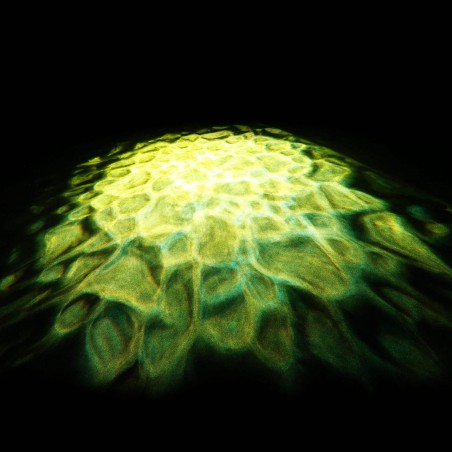 Compra Scuba online | MusicSales